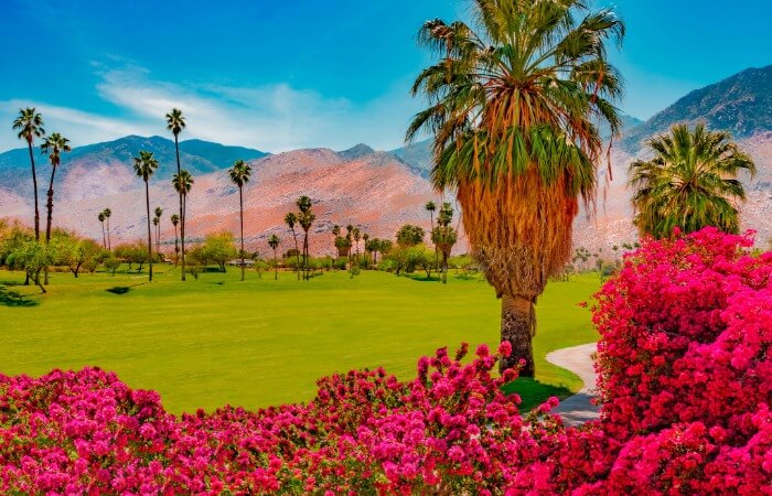 Professional Landscape Design Palm Desert